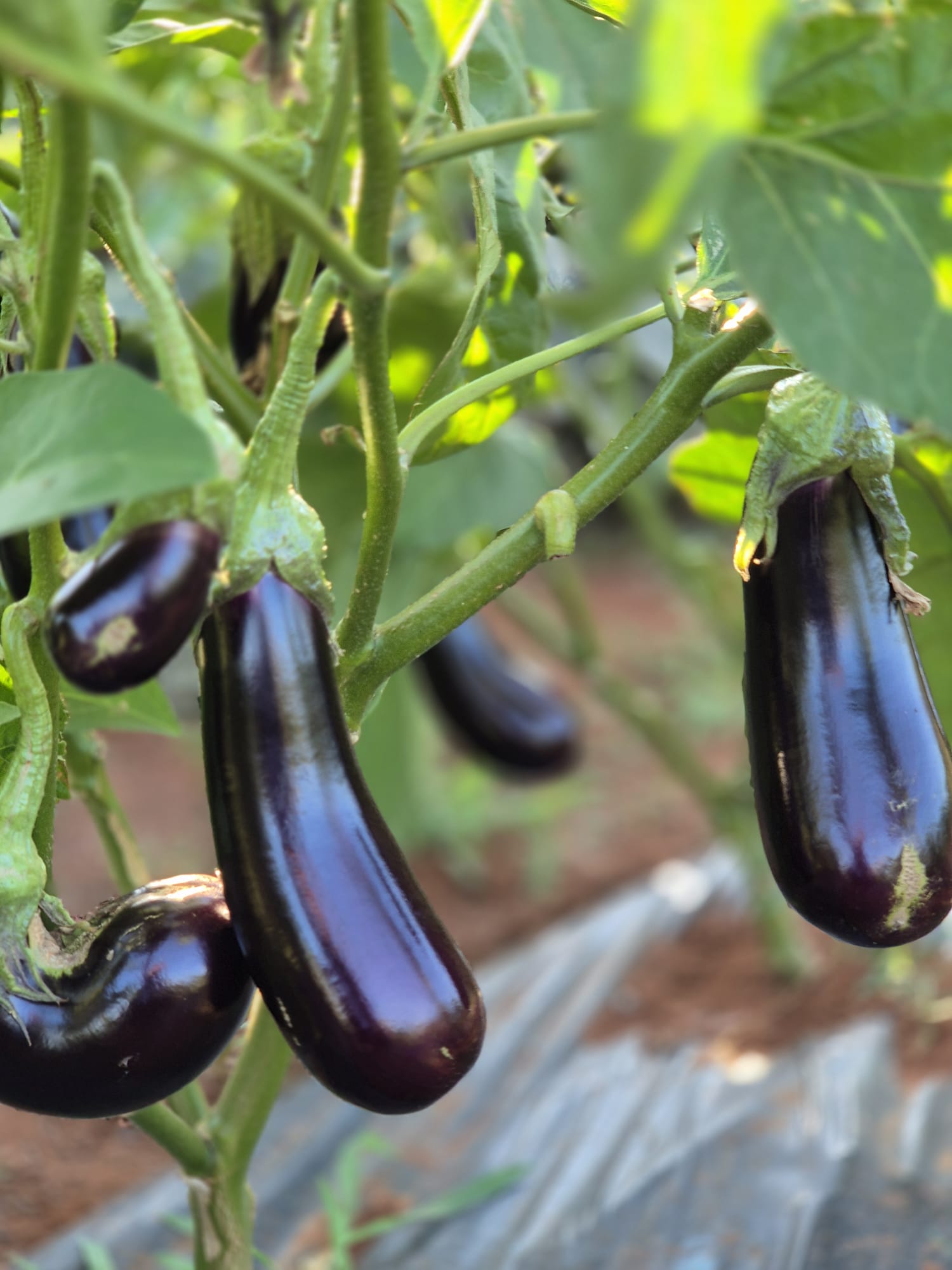 Melanzane