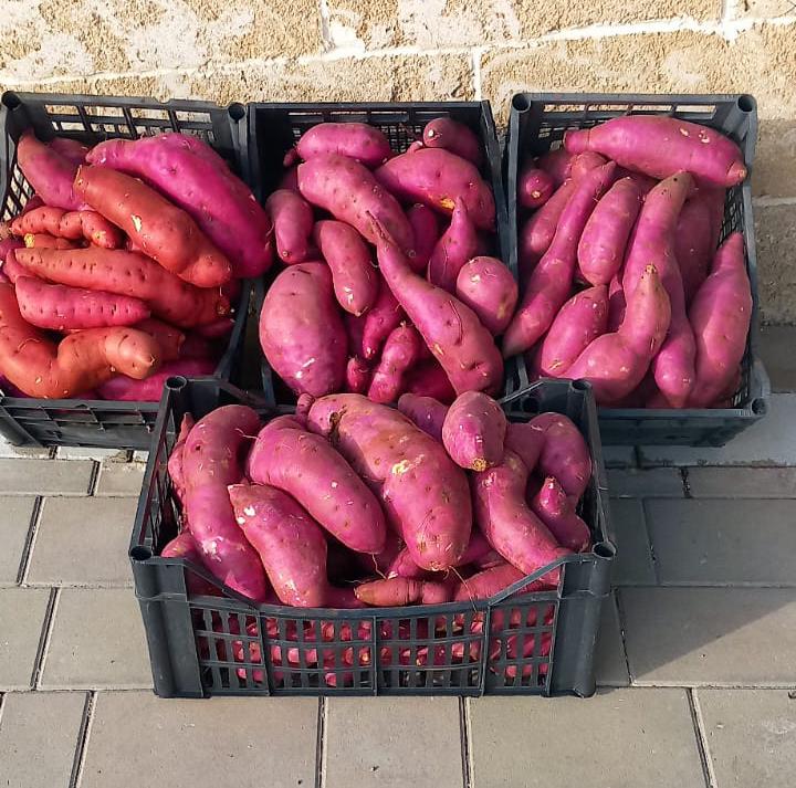 Patate rosse