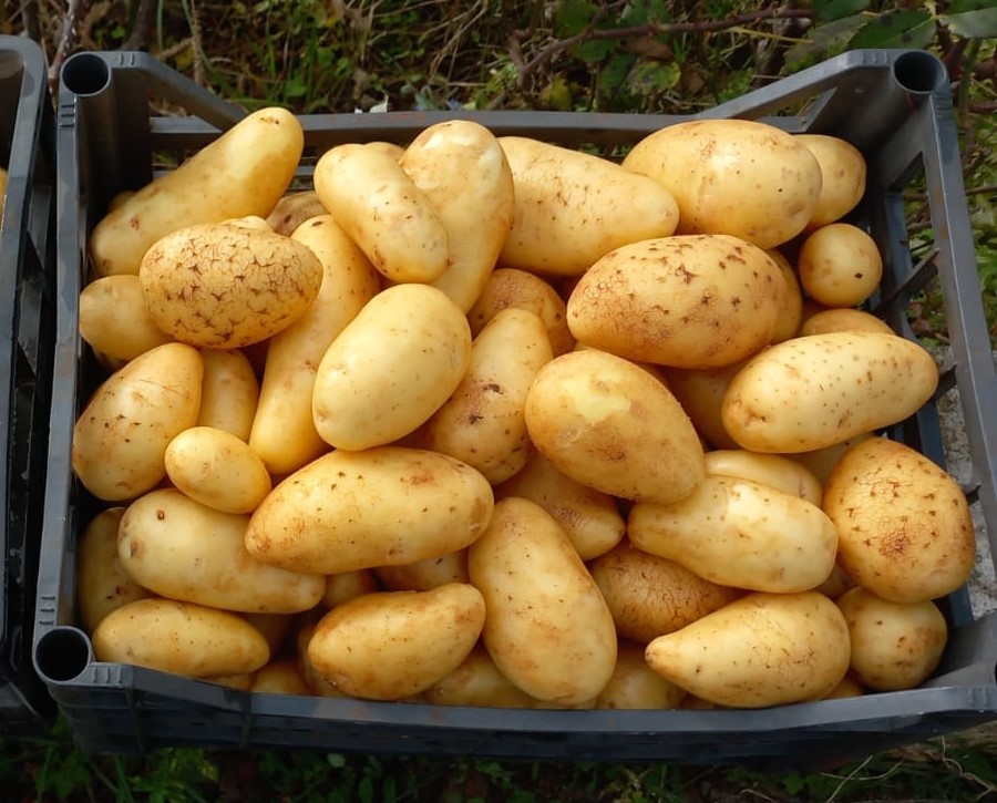 Patate