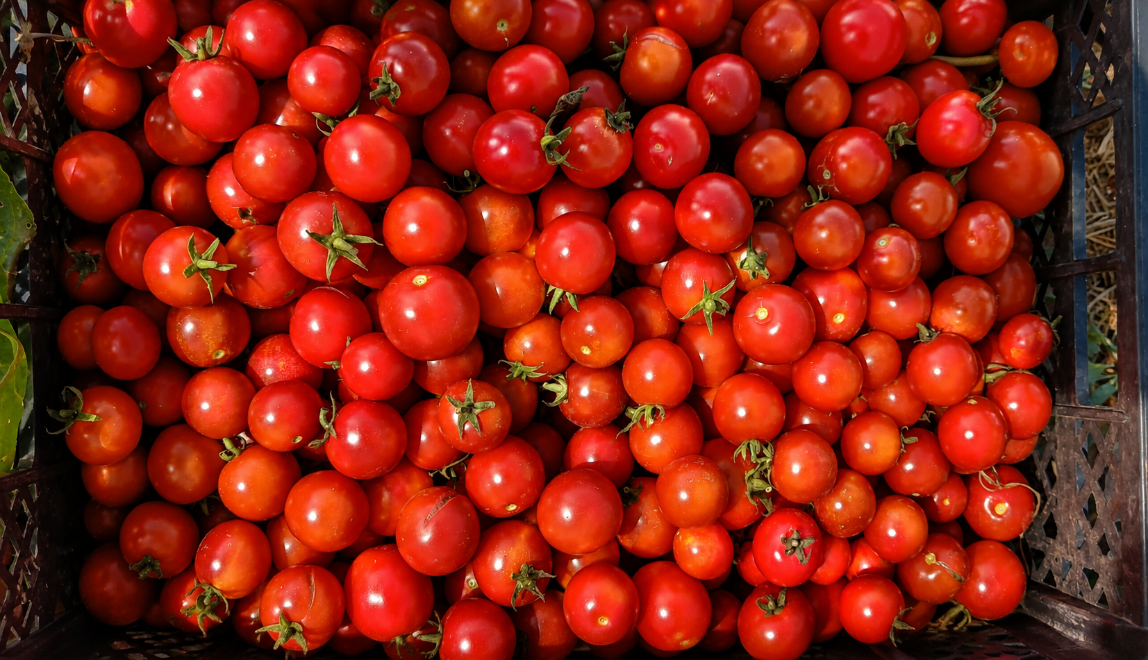 Pomodori