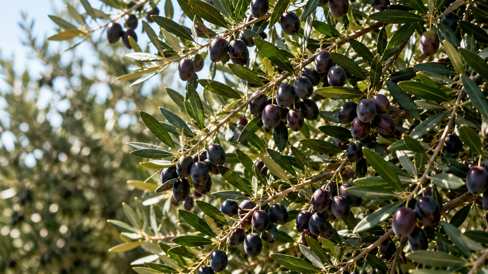Azienda Agricola Fratelli Seclì